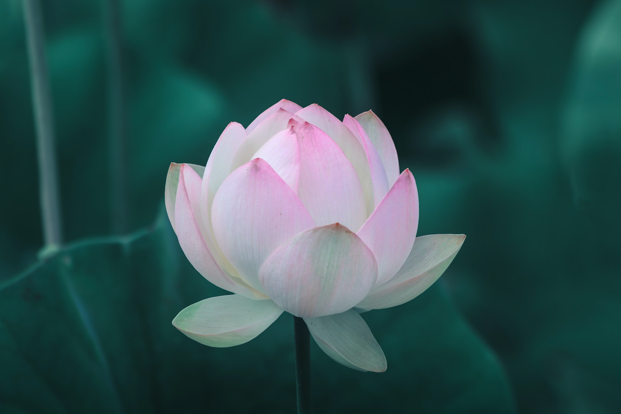 lotus-photo
